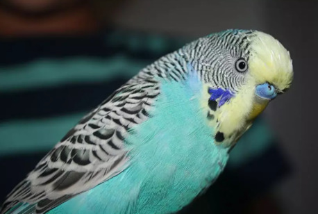 Riyadh, Pet Supplies, SAR 60,  Male Only