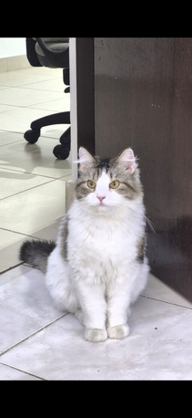 Manama, Pet Supplies, Mainecoon Himalayan Mix Breed For Adoption