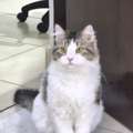 Mainecoon Himalayan Mix Breed For Adoption