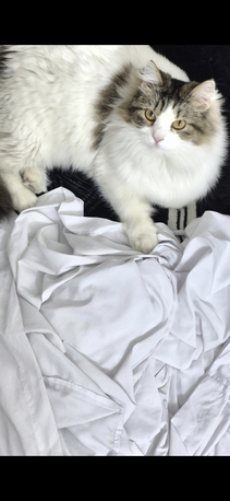Manama, Pet Supplies, Mainecoon Himalayan Mix Breed For Adoption