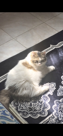 Manama, Pet Supplies, Mainecoon Himalayan Mix Breed For Adoption
