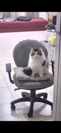 Manama, Pet Supplies, Mainecoon Himalayan Mix Breed For Adoption
