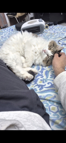 Manama, Pet Supplies, Mainecoon Himalayan Mix Breed For Adoption