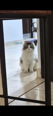 Manama, Pet Supplies, Mainecoon Himalayan Mix Breed For Adoption