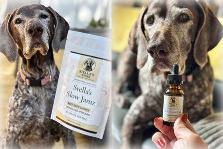 New York, Business, Best Dog Treats For Anxiety | CBD Dog Chews Guide