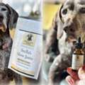 Best Dog Treats For Anxiety | CBD Dog Chews Guide