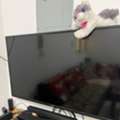 SAR 450,  TV For Shell