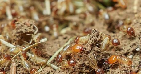 New York, Pest Control, House Borer Beetle Damage Consultant You Can Trust