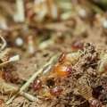 House Borer Beetle Damage Consultant You Can Trust
