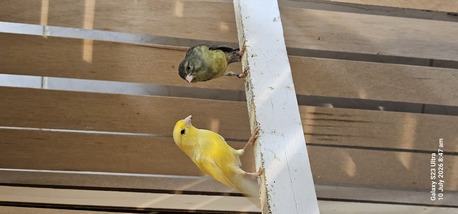 Olaya, Pet Supplies, SAR 200,  Canary Bird Male And Female