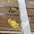SAR 200,  Canary Bird Male And Female