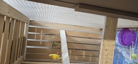 Olaya, Pet Supplies, SAR 200,  Canary Bird Male And Female