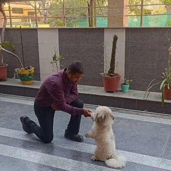 New Delhi, Pet Sitting, Dog Trainer In Delhi | Professional Dog Obedience & Behavior Training