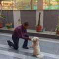 Dog Trainer In Delhi | Professional Dog Obedience & Behavior Training