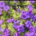 Senior Agricultural Engineer / Landscaping Supervisor Seeking Position
