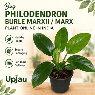 Noida, Farm & Garden, INR 89,  Philodendron Burle Marxii / Burle Marx Plant At ₹89 | Upjau