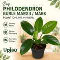 INR 89,  Philodendron Burle Marxii / Burle Marx Plant At ₹89 | Upjau