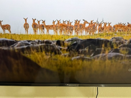 Jubail, Appliances, SAR 1300,  Sony 49 Inch SMART TV