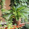 Gardening For Beginners India | Easy Tips To Start Your Garden