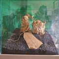 SAR 250,  35 X 35 Cm Cube Tank With Hardscape