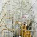 BHD 3,  Large, Strong Bird Cage For Sale At 3 BHD Only