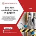Best Pest Control Services In Gurgaon