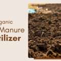 Organic Cow Manure Fertilizer