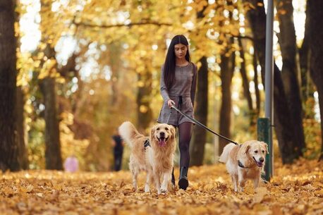 Jaipur, Pet Sitting, Dog Walkers In Ajmer