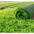 Why Choose Cheap Artificial Grass Perth Today?