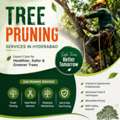 Affordable Tree Pruning Services In Hyderabad