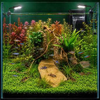 Dammam, Pet Supplies, SAR 250,  35 X 35 Cm Cube Tank With Hardscape