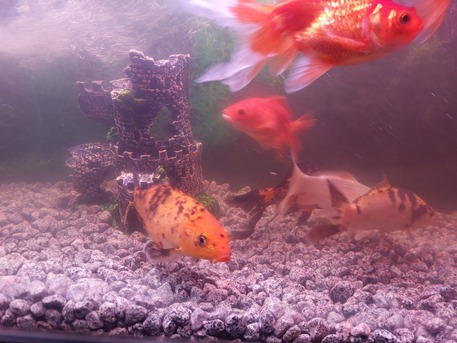 Khobar, Pet Supplies, SAR 80,  Aquarium Fishes For Sale