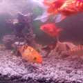 SAR 80,  Aquarium Fishes For Sale