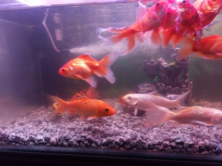Khobar, Pet Supplies, SAR 80,  Aquarium Fishes For Sale