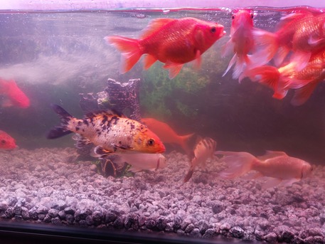Khobar, Pet Supplies, SAR 80,  Aquarium Fishes For Sale