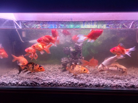 Khobar, Pet Supplies, SAR 80,  Aquarium Fishes For Sale