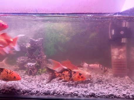 Khobar, Pet Supplies, SAR 80,  Aquarium Fishes For Sale