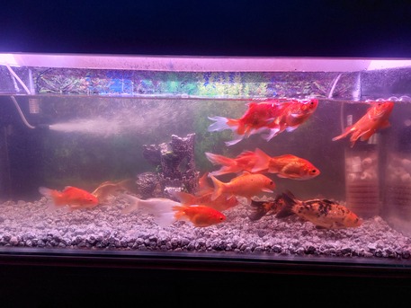 Khobar, Pet Supplies, SAR 80,  Aquarium Fishes For Sale