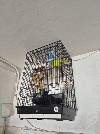 Riyadh, Pet Supplies, SAR 99,  CAGE With STAND