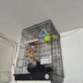SAR 99,  CAGE With STAND