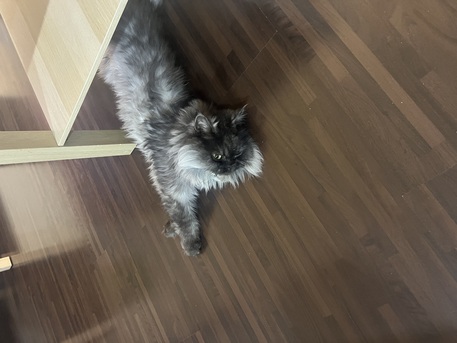 Khobar, Pet Adoption, Male Cat For Adoption