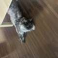Male Cat For Adoption