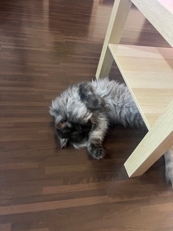 Khobar, Pet Adoption, Male Cat For Adoption
