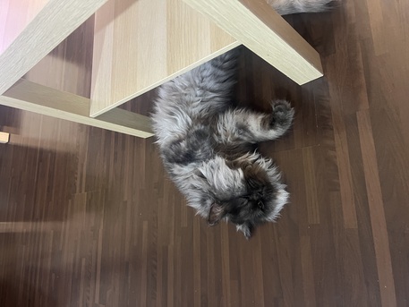 Khobar, Pet Adoption, Male Cat For Adoption