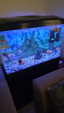 Sanabis, Free Items, BHD 60,  Well Maintained Aqauirum For Sale