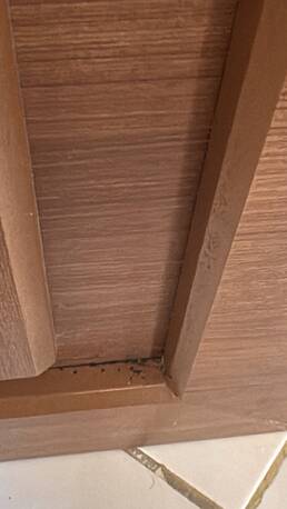 Jeddah, Pest Control, Bed Bugs Treatment. Fast, Effective Chemical Treatment For Villas & Apartments.