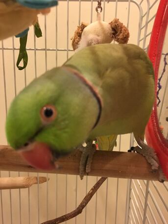 Jeddah, Pet Supplies, SAR 200,  Vertical Bird Cages (Flight & Sleeping Cage) &ndash; 2 Pcs