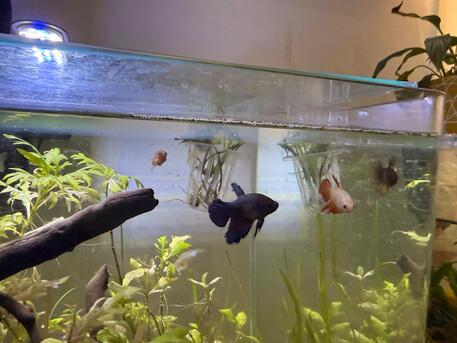 Riyadh, Pet Supplies, SAR 450,  Aquarium Complete Setup