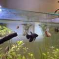 SAR 450,  Aquarium Complete Setup