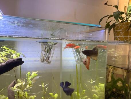 Riyadh, Pet Supplies, SAR 450,  Aquarium Complete Setup